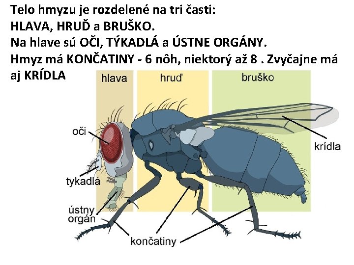 Telo hmyzu je rozdelené na tri časti: HLAVA, HRUĎ a BRUŠKO. Na hlave sú