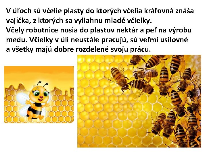 V úľoch sú včelie plasty do ktorých včelia kráľovná znáša vajíčka, z ktorých sa