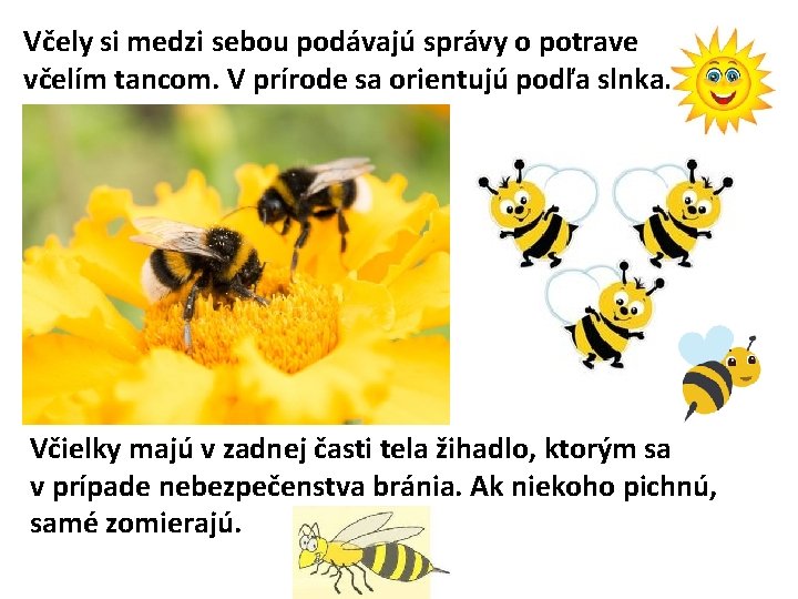 Včely si medzi sebou podávajú správy o potrave včelím tancom. V prírode sa orientujú
