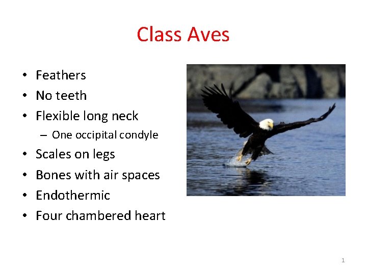 Class Aves • Feathers • No teeth • Flexible long neck – One occipital