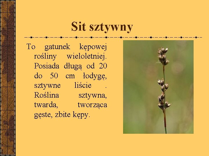 Sit sztywny To gatunek kępowej rośliny wieloletniej. Posiada długą od 20 do 50 cm