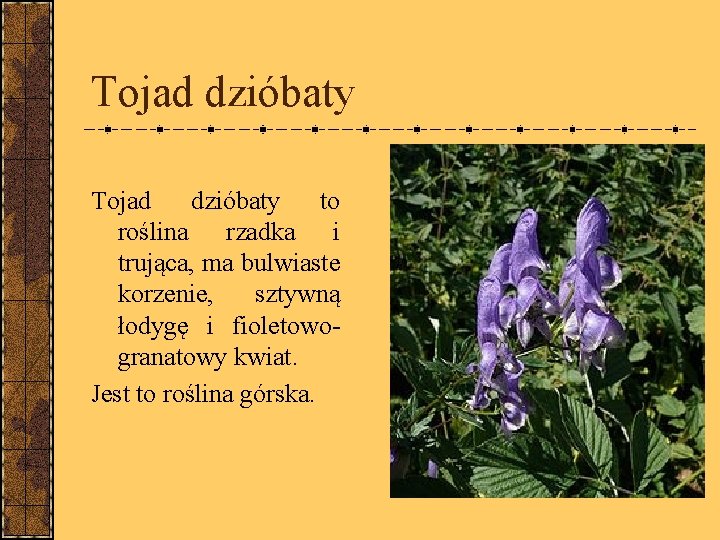 Tojad dzióbaty to roślina rzadka i trująca, ma bulwiaste korzenie, sztywną łodygę i fioletowogranatowy