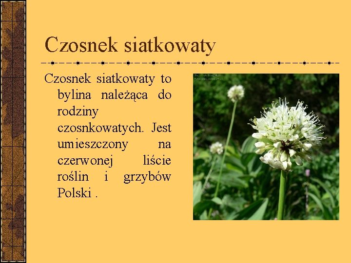 Czosnek siatkowaty to bylina należąca do rodziny czosnkowatych. Jest umieszczony na czerwonej liście roślin