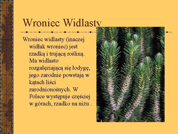 Wroniec Widlasty Wroniec widlasty (inaczej widłak wroniec) jest rzadką i trującą rośliną. Ma widlasto