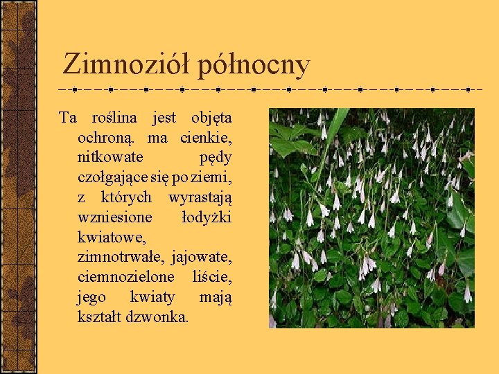 Zimnoziół północny Ta roślina jest objęta ochroną. ma cienkie, nitkowate pędy czołgające się po