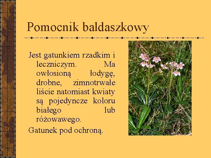 Pomocnik baldaszkowy Jest gatunkiem rzadkim i leczniczym. Ma owłosioną łodygę, drobne, zimnotrwałe liście natomiast