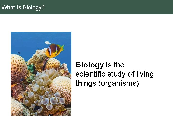 What Is Biology? Biology is the scientific study of living things (organisms). 