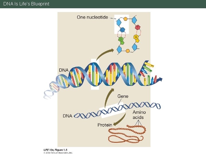 DNA Is Life’s Blueprint 