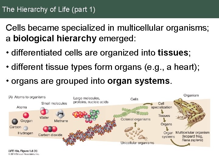 The Hierarchy of Life (part 1) Cells became specialized in multicellular organisms; a biological