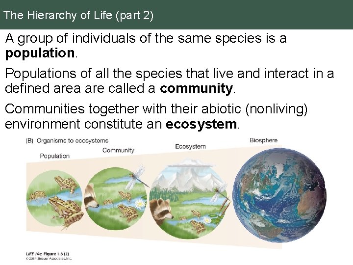 The Hierarchy of Life (part 2) A group of individuals of the same species