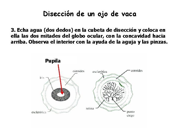 Disección de un ojo de vaca 3. Echa agua (dos dedos) en la cubeta