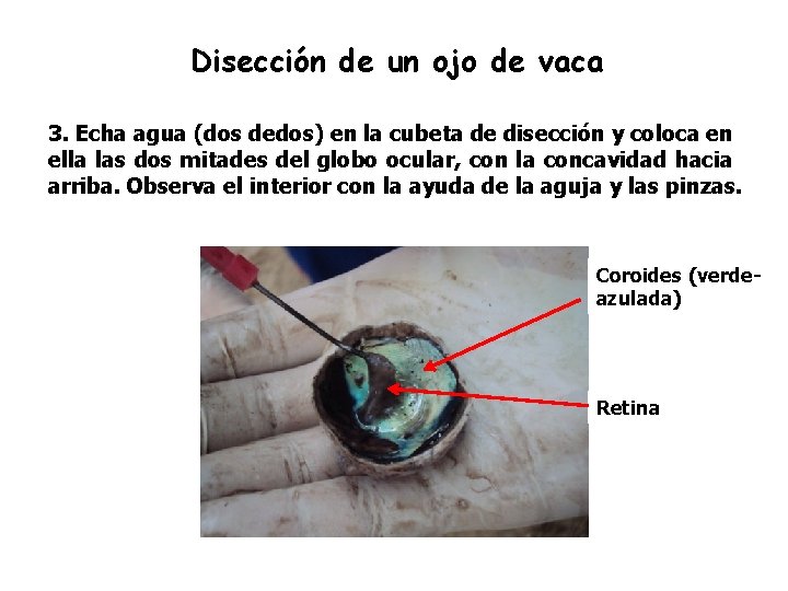 Disección de un ojo de vaca 3. Echa agua (dos dedos) en la cubeta