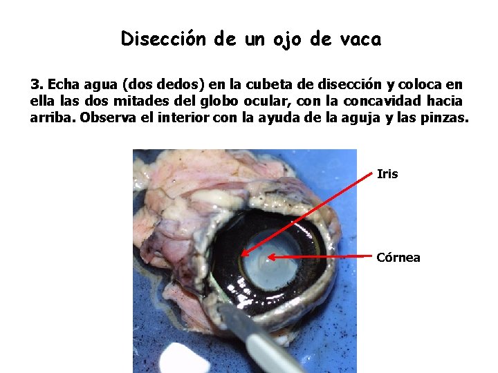 Disección de un ojo de vaca 3. Echa agua (dos dedos) en la cubeta