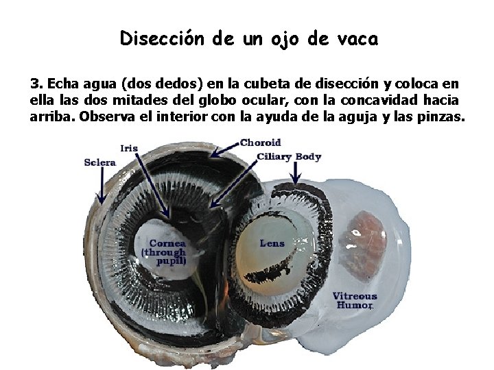 Disección de un ojo de vaca 3. Echa agua (dos dedos) en la cubeta