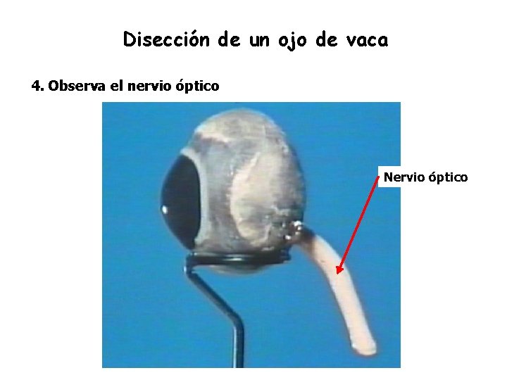 Disección de un ojo de vaca 4. Observa el nervio óptico Nervio óptico 