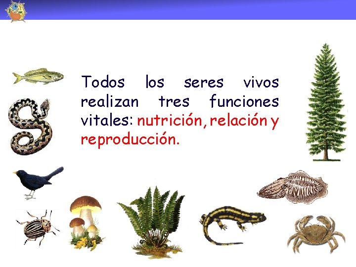 Todos los seres vivos realizan tres funciones vitales: nutrición, relación y reproducción. 