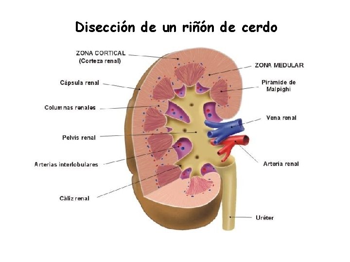 Disección de un riñón de cerdo 