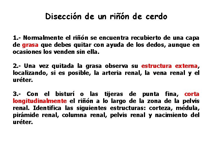 Disección de un riñón de cerdo 1. - Normalmente el riñón se encuentra recubierto