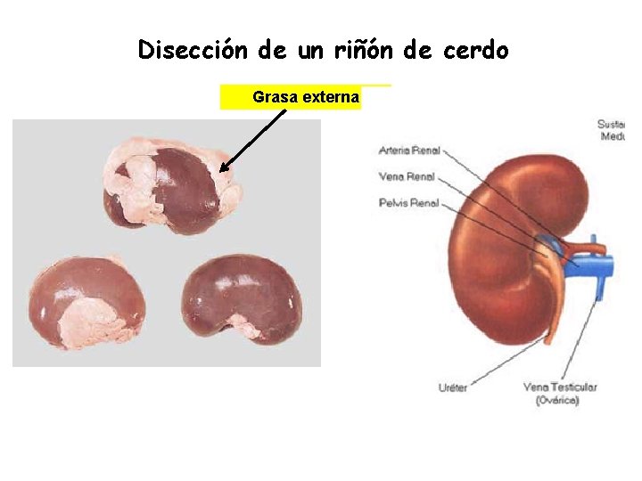 Disección de un riñón de cerdo Grasa externa 