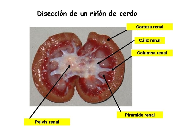 Disección de un riñón de cerdo Corteza renal Cáliz renal Columna renal Pirámide renal