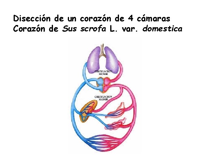 Disección de un corazón de 4 cámaras Corazón de Sus scrofa L. var. domestica