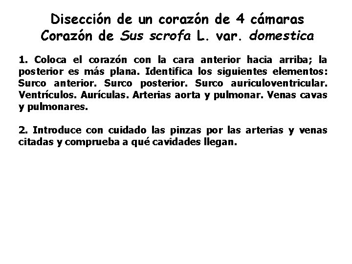 Disección de un corazón de 4 cámaras Corazón de Sus scrofa L. var. domestica