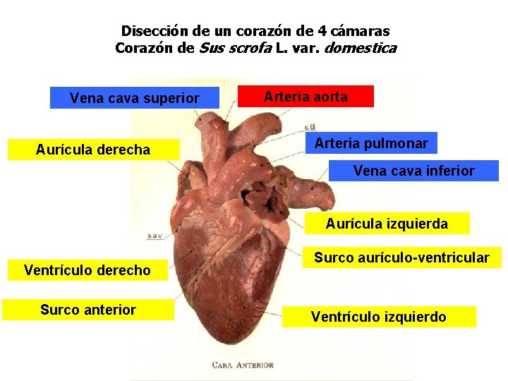 Disección de un corazón de 4 cámaras Corazón de Sus scrofa L. var. domestica