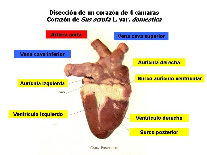 Disección de un corazón de 4 cámaras Corazón de Sus scrofa L. var. domestica