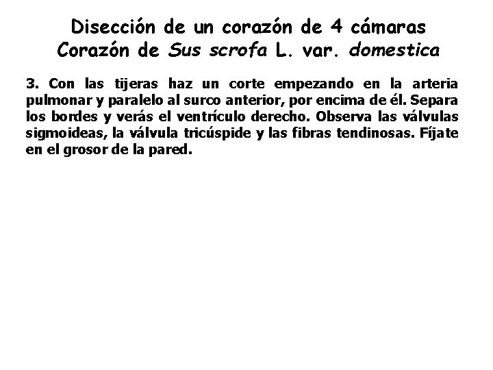 Disección de un corazón de 4 cámaras Corazón de Sus scrofa L. var. domestica