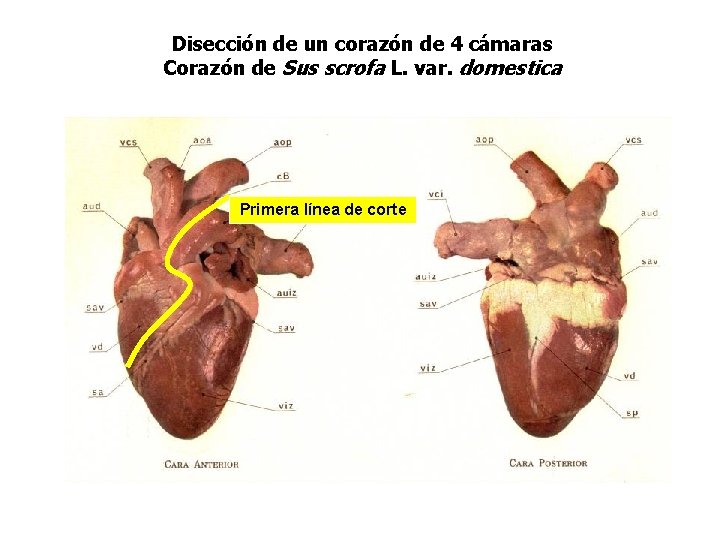Disección de un corazón de 4 cámaras Corazón de Sus scrofa L. var. domestica
