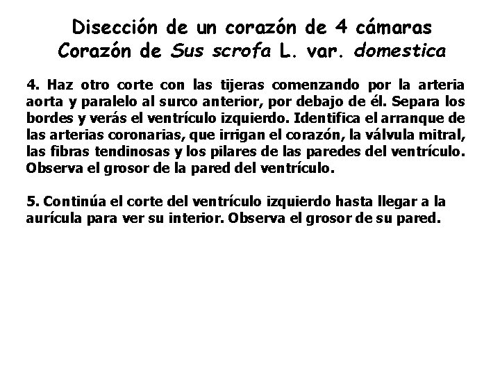 Disección de un corazón de 4 cámaras Corazón de Sus scrofa L. var. domestica