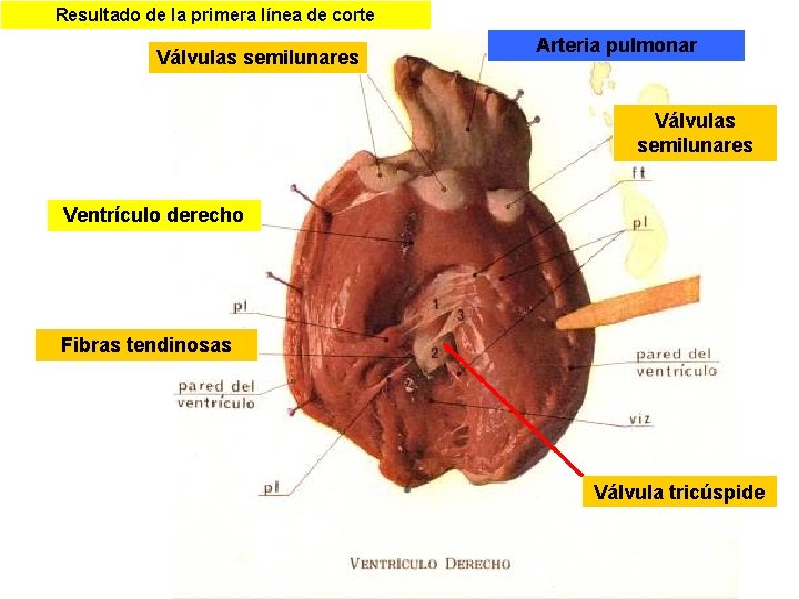 Resultado de la primera línea de corte Válvulas semilunares Arteria pulmonar Válvulas semilunares Ventrículo