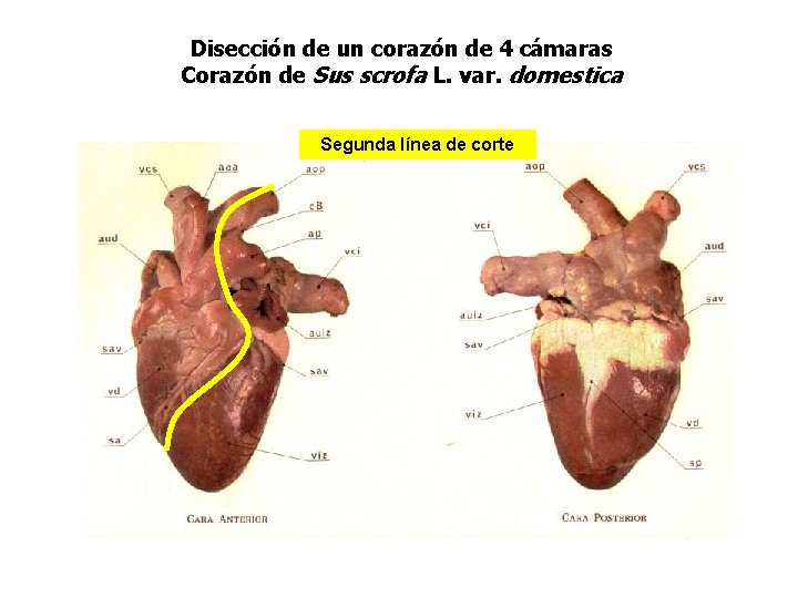 Disección de un corazón de 4 cámaras Corazón de Sus scrofa L. var. domestica