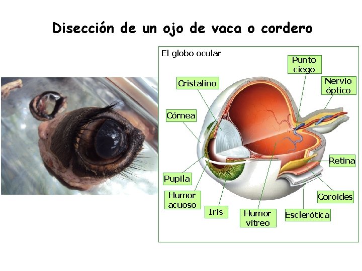 Disección de un ojo de vaca o cordero El globo ocular Punto ciego Nervio