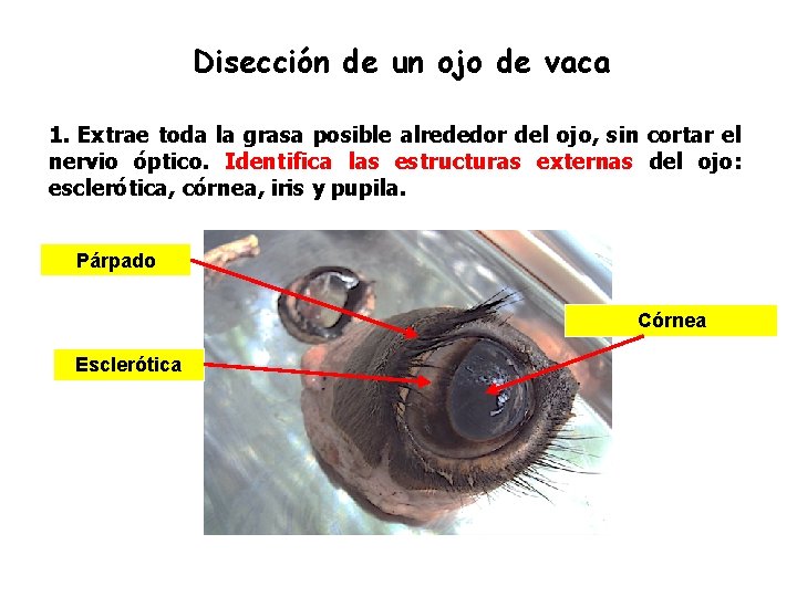 Disección de un ojo de vaca 1. Extrae toda la grasa posible alrededor del