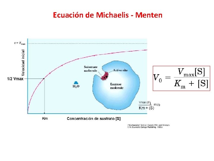 Ecuación de Michaelis - Menten 