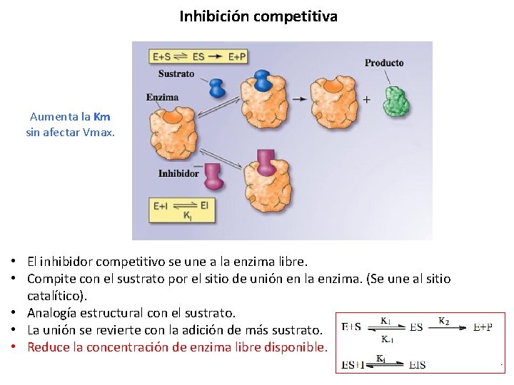 Inhibición competitiva Aumenta la Km sin afectar Vmax. • El inhibidor competitivo se une