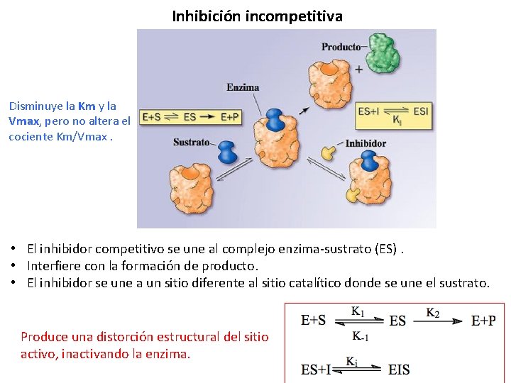 Inhibición incompetitiva Disminuye la Km y la Vmax, pero no altera el cociente Km/Vmax.