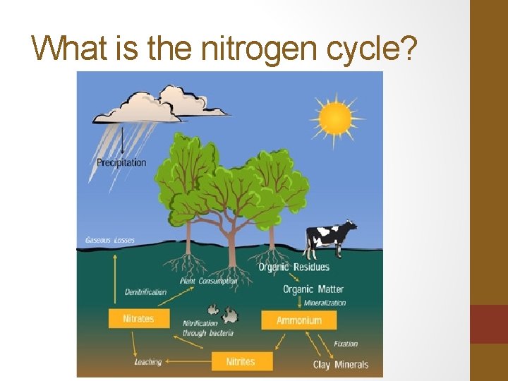 What is the nitrogen cycle? 