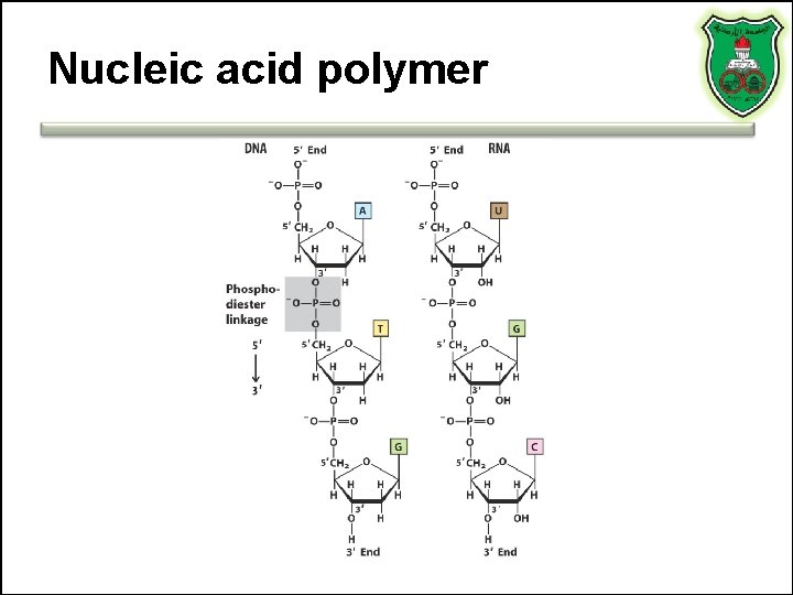 Nucleic acid polymer 