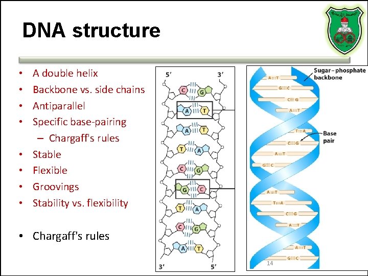 DNA structure • • A double helix Backbone vs. side chains Antiparallel Specific base-pairing