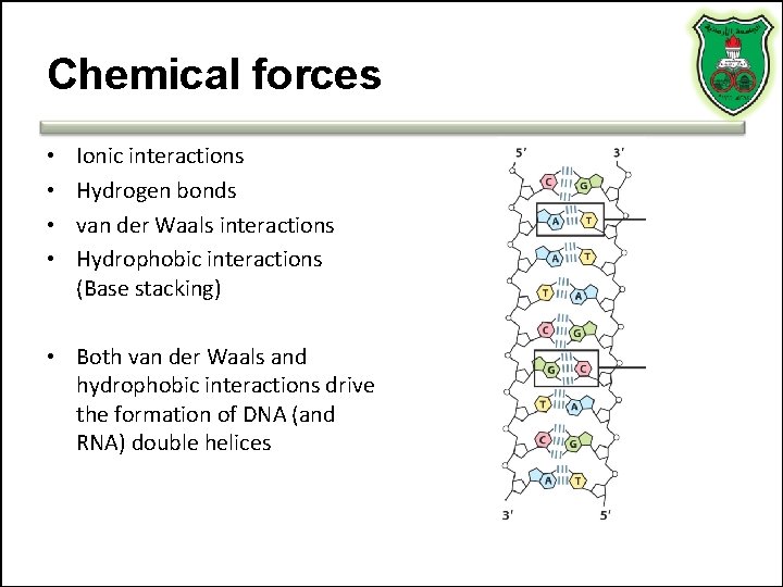 Chemical forces • • Ionic interactions Hydrogen bonds van der Waals interactions Hydrophobic interactions