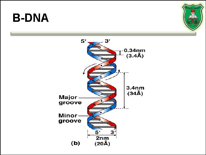 B-DNA 