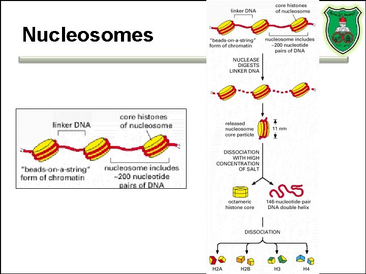 Nucleosomes 