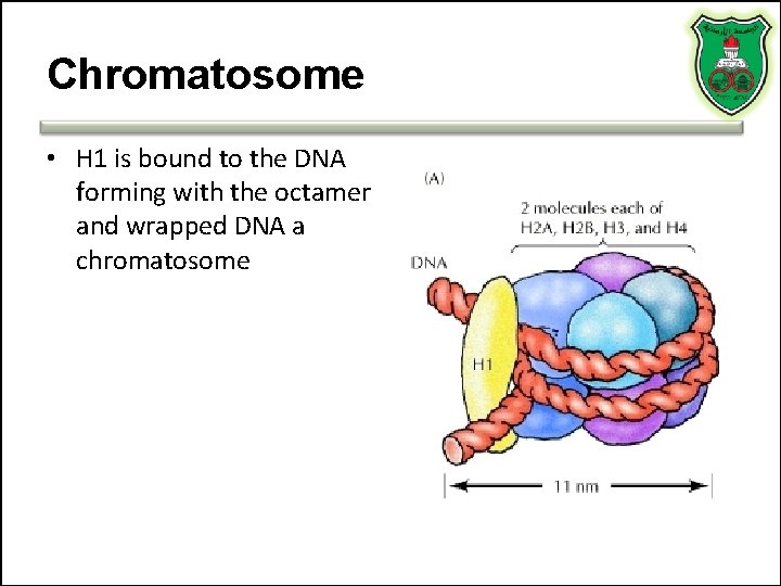 Chromatosome • H 1 is bound to the DNA forming with the octamer and