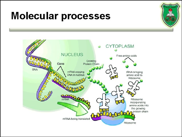 Molecular processes 