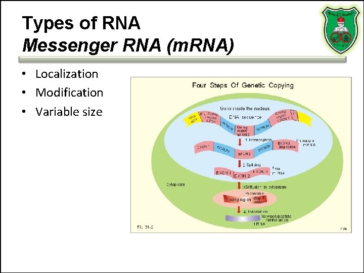 Types of RNA Messenger RNA (m. RNA) • Localization • Modification • Variable size