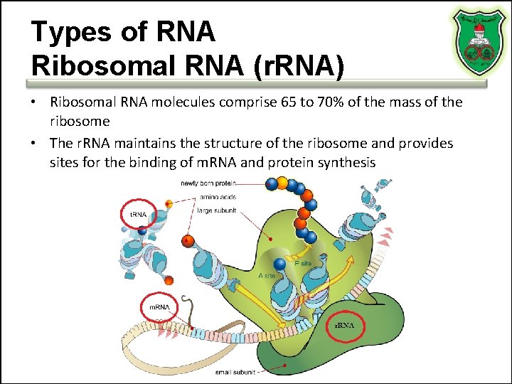 Types of RNA Ribosomal RNA (r. RNA) • Ribosomal RNA molecules comprise 65 to