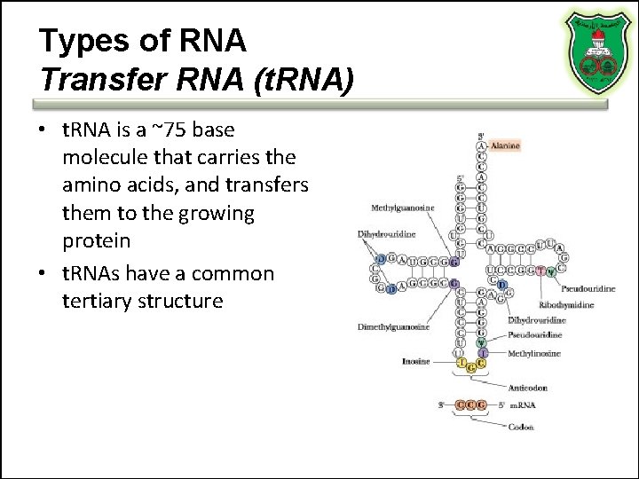 Types of RNA Transfer RNA (t. RNA) • t. RNA is a ~75 base