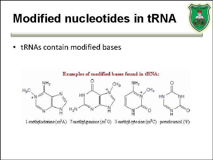 Modified nucleotides in t. RNA • t. RNAs contain modified bases 